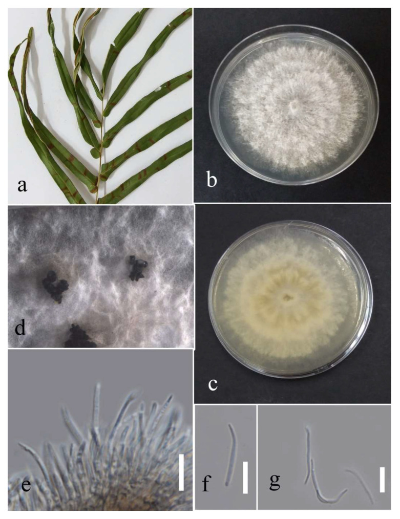 Figure 17