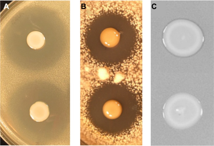 FIGURE 3