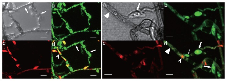 Fig. 6