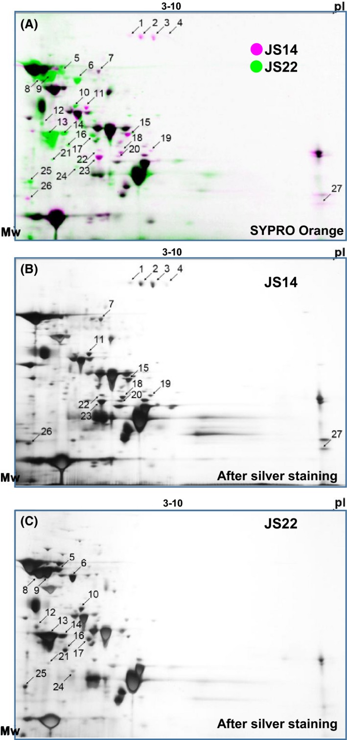 Figure 2