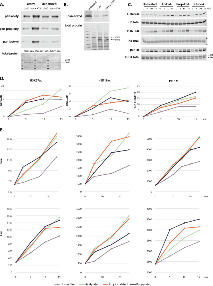 Figure 3—figure supplement 1.