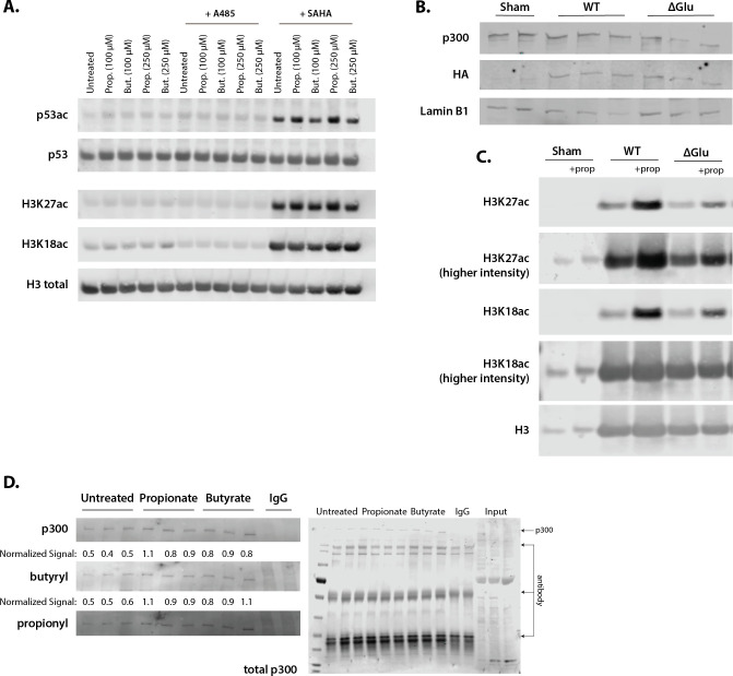 Figure 4—figure supplement 1.