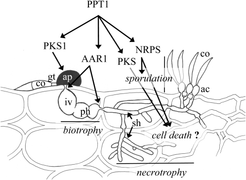 Figure 10.