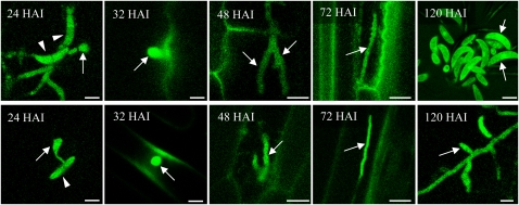 Figure 6.