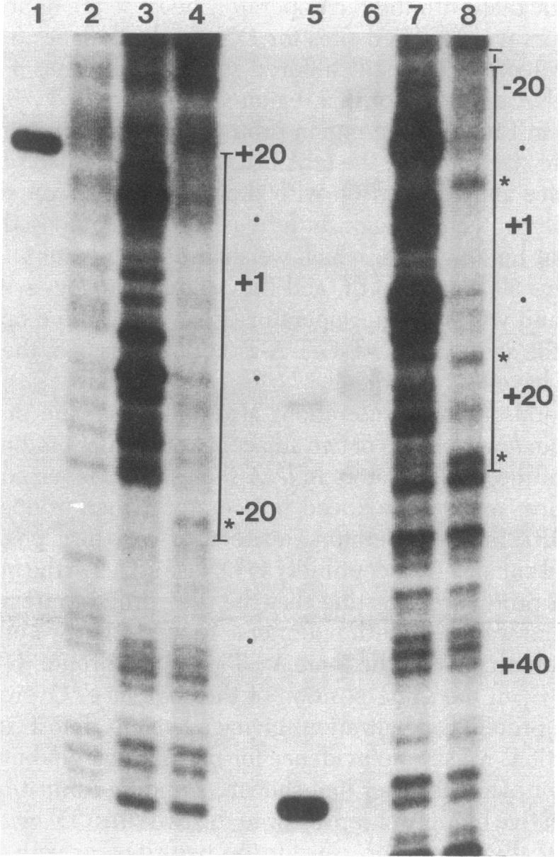 graphic file with name pnas00658-0243-a.jpg