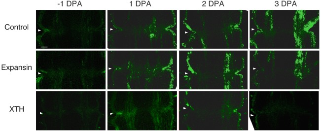 FIGURE 4