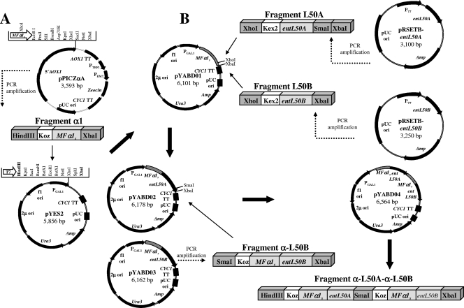 FIG. 1.