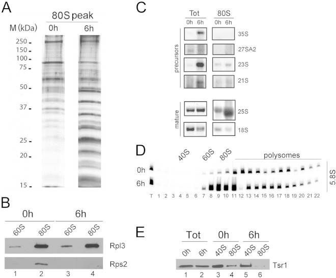 FIG 10