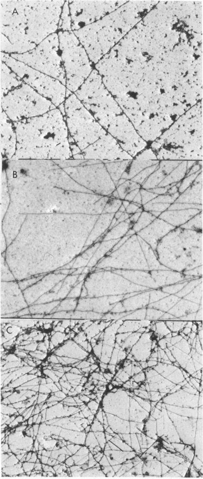 graphic file with name pnas00066-0136-a.jpg