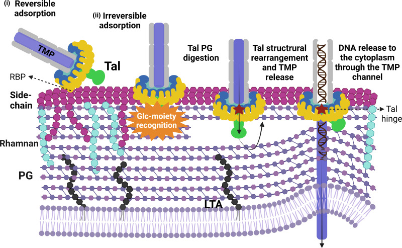 Fig 4