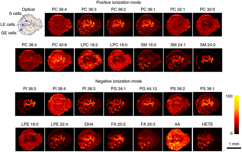 Fig. 4 |