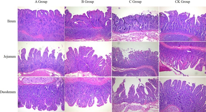 FIGURE 1