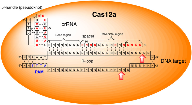 Figure 7.