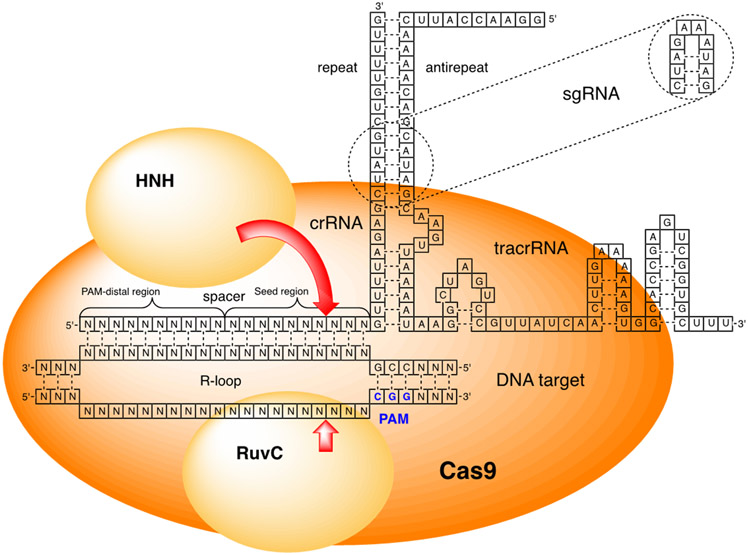 Figure 2.