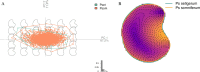GMM PC1xPC2 factorial plane of the PCA on Papaver sp. shape variables.