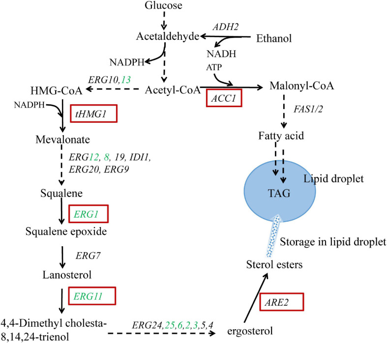 FIGURE 1