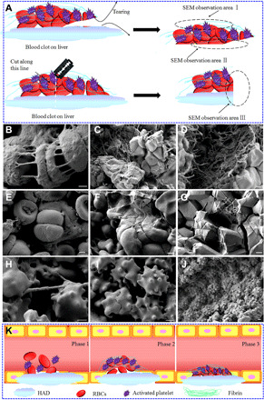 Fig. 10