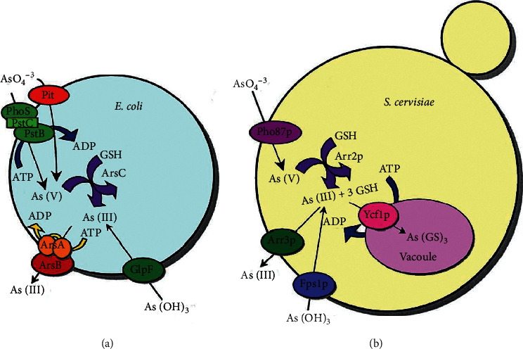 Figure 7