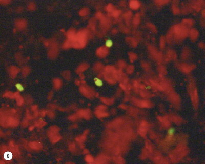 Fig. 162.3