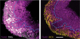 Figure 2—figure supplement 1.