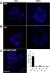 Figure 5—figure supplement 6.