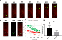 Figure 2—figure supplement 4.