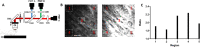 Figure 1—figure supplement 3.