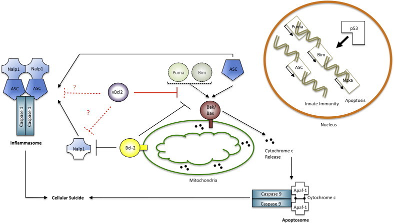 Fig. 2