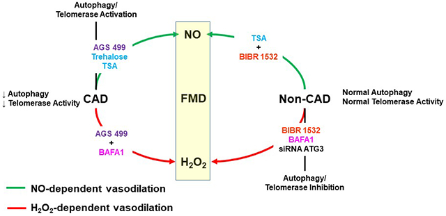 graphic file with name nihms-1646123-f0007.jpg