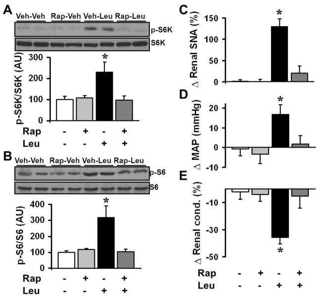 Hypothalamic mTORC1 Signaling Controls Sympathetic Nerve Activity and ...