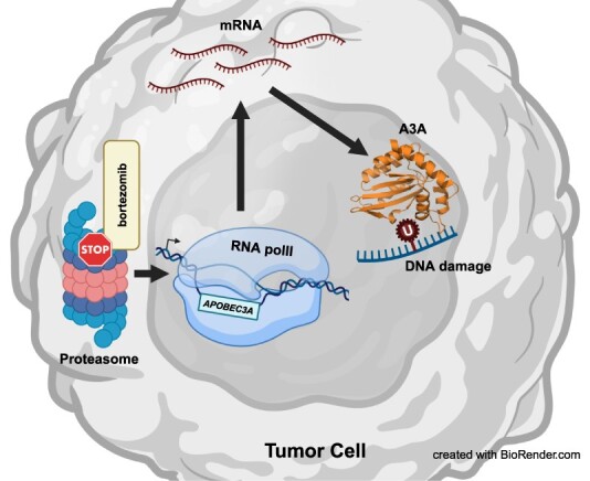 Graphical Abstract