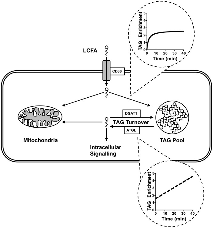 Fig. 8.