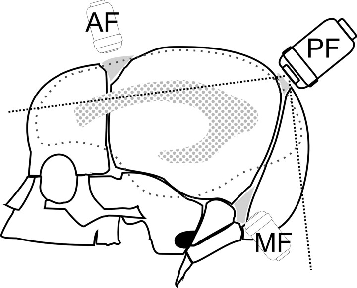 Fig 1.