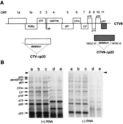 FIG. 5.