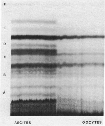 graphic file with name pnas00090-0177-a.jpg