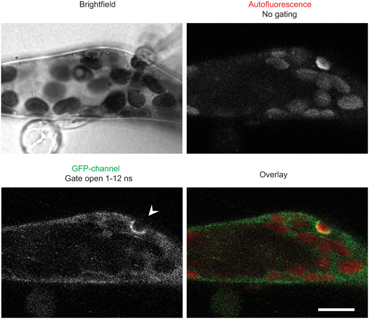 Fig 6