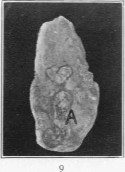 Fig. 9