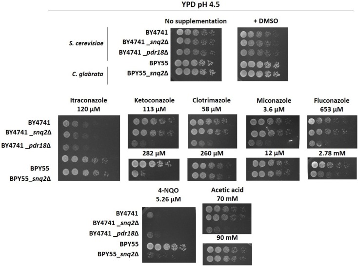 FIGURE 5