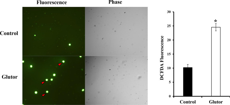 Figure 5