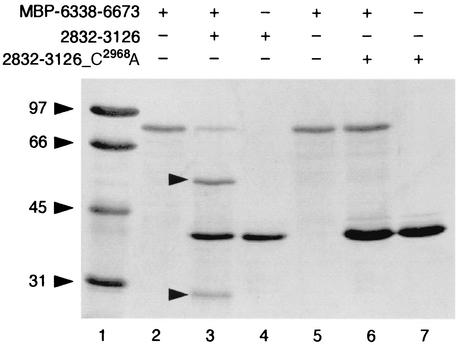 FIG. 5.