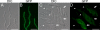 Fig. 9.