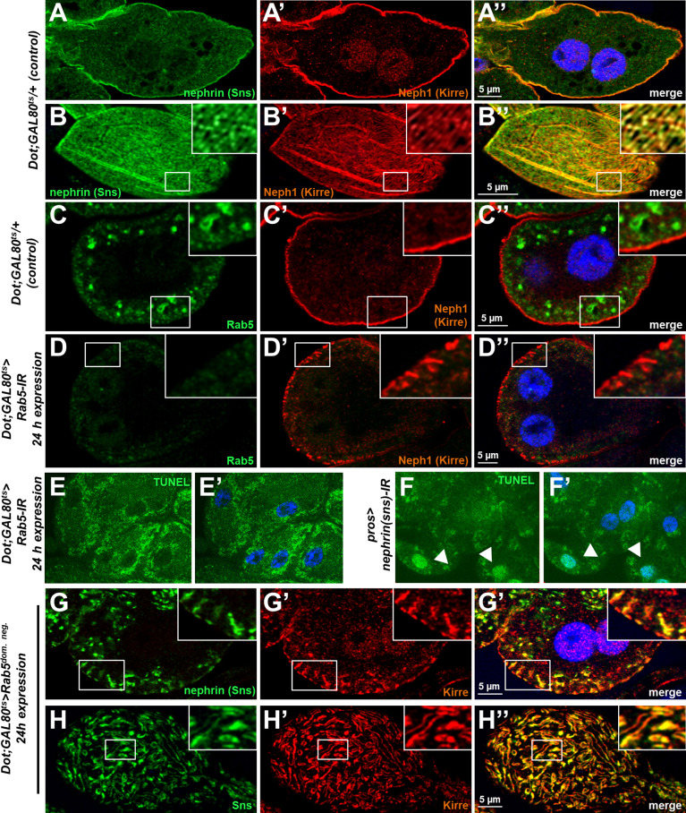 Figure 3—figure supplement 1.