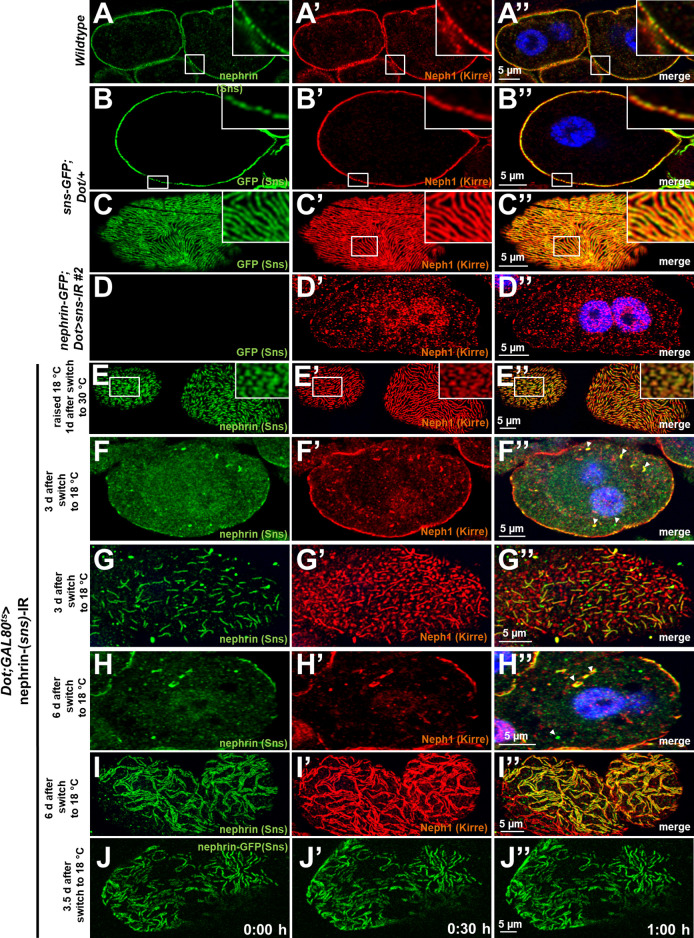 Figure 1—figure supplement 1.