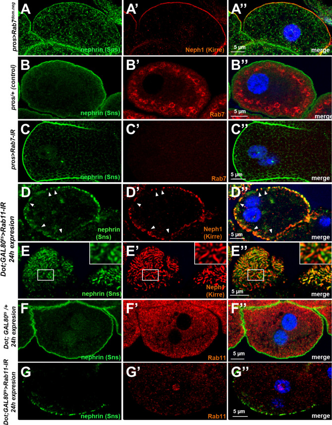 Figure 5—figure supplement 1.