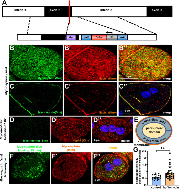 Figure 2—figure supplement 1.