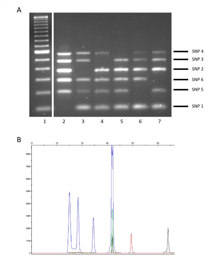 Fig 3