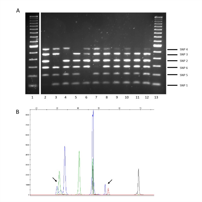 Fig 5