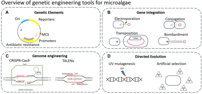 FIGURE 2