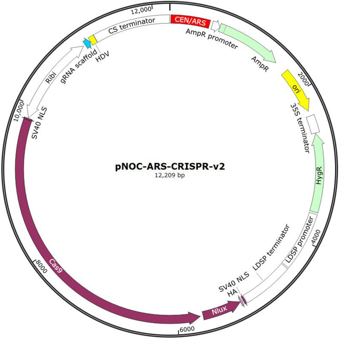 FIGURE 3