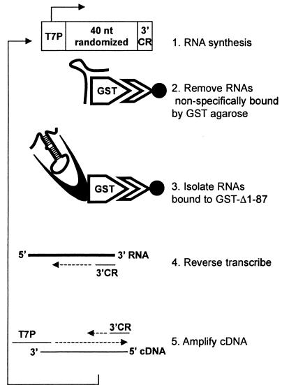 FIG. 1.